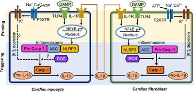 Cardiomyocyte Inflammasome Signaling in Cardiomyopathies and Atrial Fibrillation: Mechanisms and Potential Therapeutic Implications